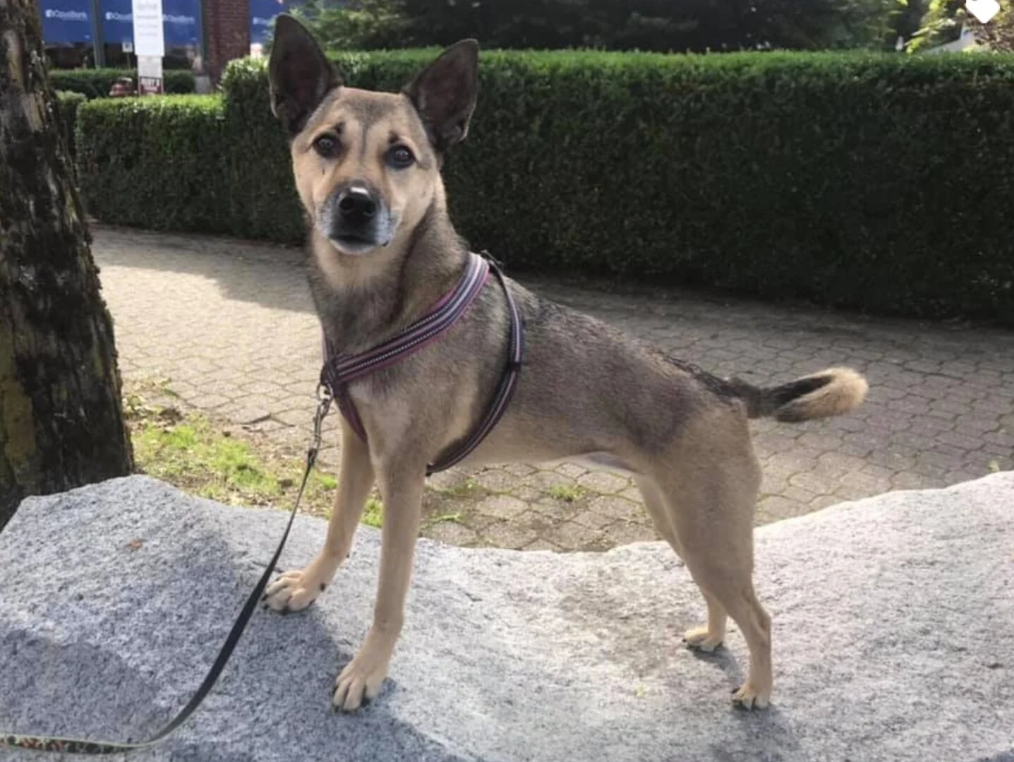 Kinship Dog and Puppy Training - North Bend